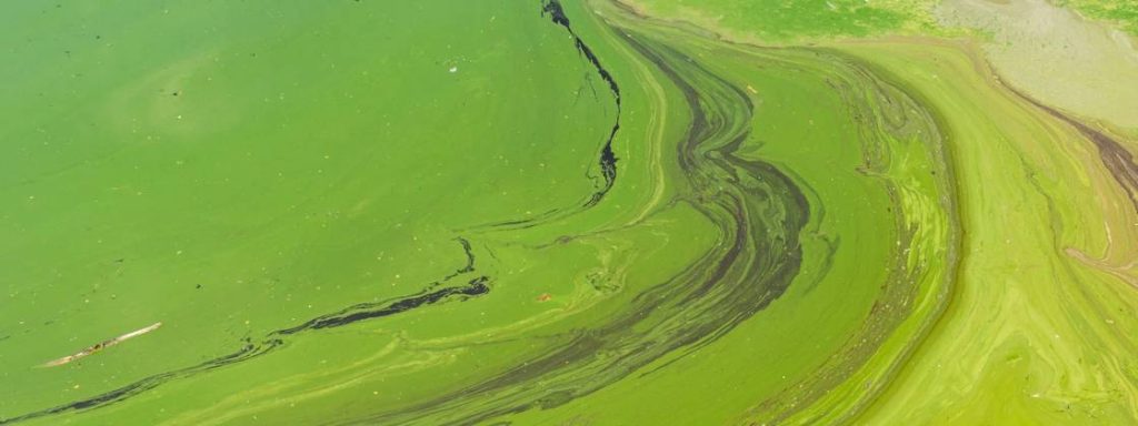 Ученые превращают зеленые водоросли в биотопливо по цене 50 долларов за баррель