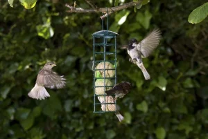 Все меньше диких птиц посещают сады в Великобритании, показало исследование