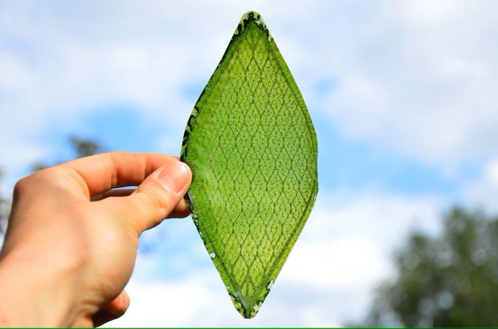 Бионический лист превращает солнечный свет в жидкое топливо в 10 раз быстрее, чем природа