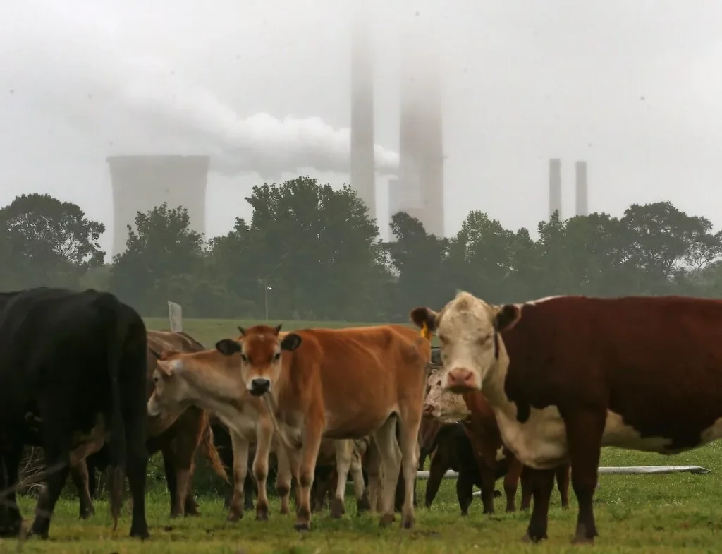 Новое исследование показывает, насколько рискованно полагаться на связывание углерода в почве как на способ компенсации выбросов, производимых животноводством