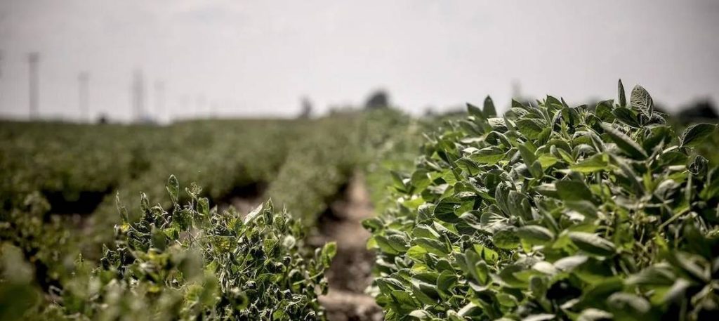 Суд Аризоны отменил одобрение EPA на пестицид дикамба, одержав "важную победу для фермеров и окружающей среды